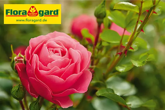 Preistafel_Floragard_Rosen.jpg